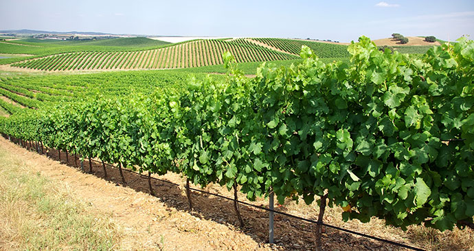 Vineyard Alentejo Portugal by Inacio Pires Shutterstock