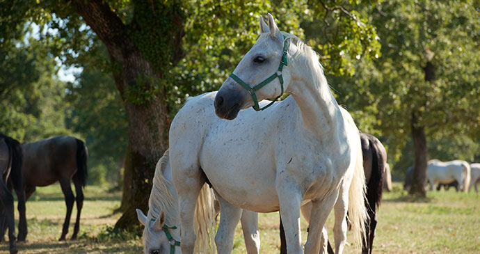 Lipica horses Slovenia Alpe Adria Trail by Slovenia Tourist Board Archive 