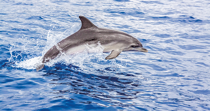 Dolphin watching Azores by Sunvil