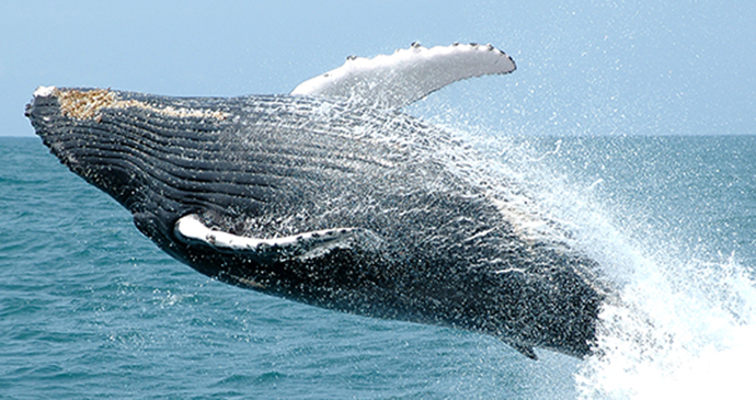 Humpback whale, the Azores, Portugal by Sunvil 