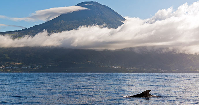 Whale, whale-watching, Pico, Azores, Dennis Van De Water, Dreamstime