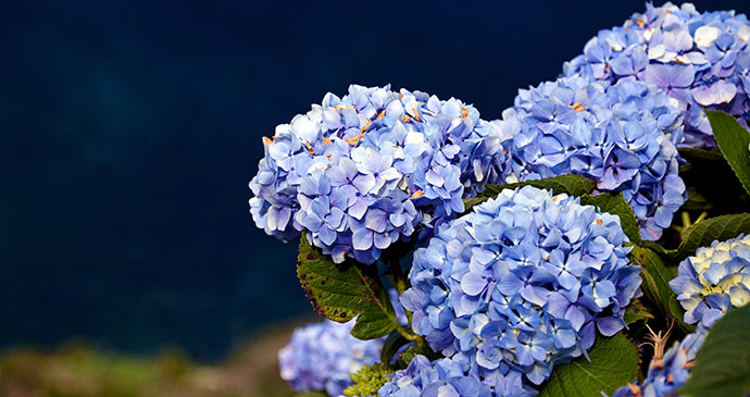 Flores, Azores, Portugal, by unukorno, Flickr