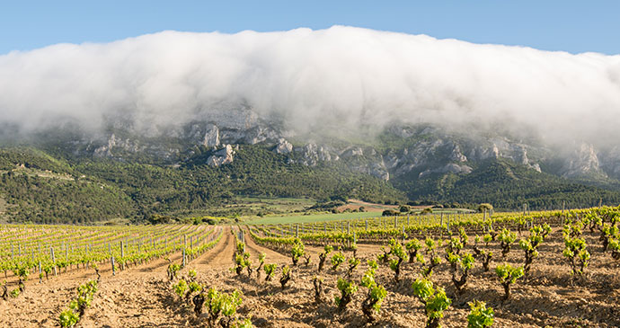 Vineyard Rioja Alavesa Spain Basque Country by Alberto Loyo