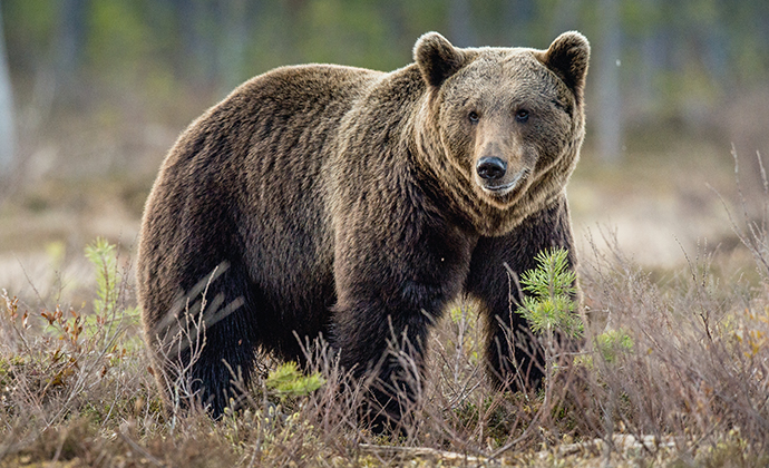 Brown bear Belarus by Sergey_Uryadnikov, Shutterstock