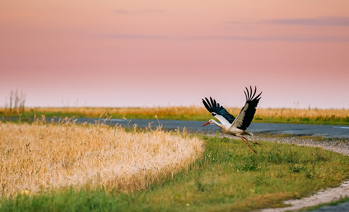white stork Belarus, Europe by Grisha Bruev Shutterstock