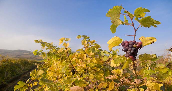 Low Carpathian Vineyard Bratislava Slovakia by Maros Markovic, Shutterstock