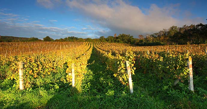 Vineyard Small Carpathian Wine Route Slovakia by TTstudio, Shutterstock best wine regions in the world