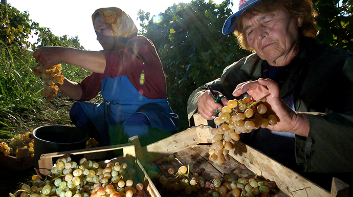 Wine region Bulgaria by Julia Lazarova Dreamstime