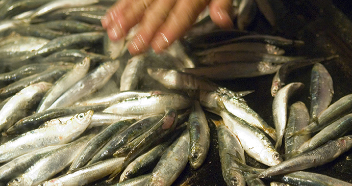 Fish, Istria, Croatia by Istra Photonet