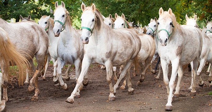 Lipica Stud, Slovenia by Slovenian Tourist Board
