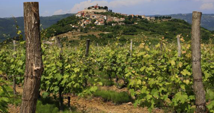 Vineyards, Motovun, Istria, Croatia by Istria Tourist Board