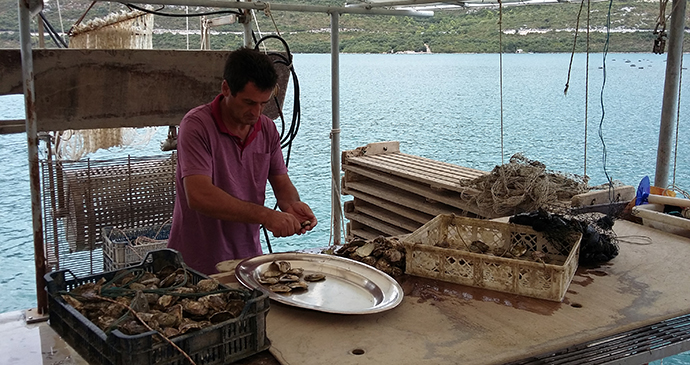 Oyster preparation in Ston, Croatia © Richtone