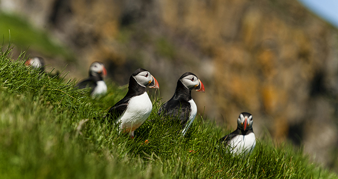 Puffins Faroe Islands Eydfinnur, Shutterstock