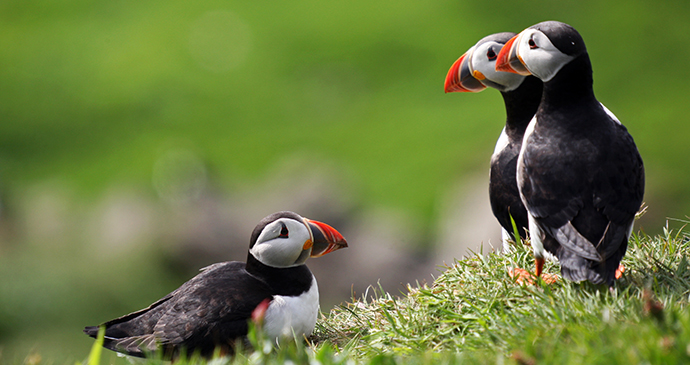 Puffins Faroe Islands Shutterstock