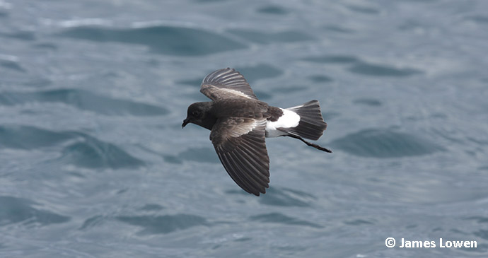 storm petrel by James Lowen