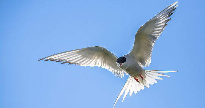 Arctic tern by Rudmer Zwerver, Shutterstock