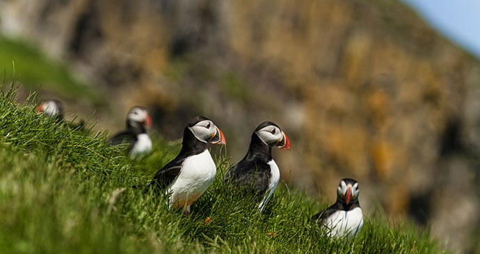 Puffins Faroe Islands by VisitFaroe, greatest wildlife encounters 