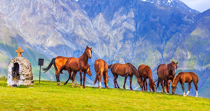 Herd of horses, Kazbegi, Georgia by Marcin Krzyzak, Shutterstock