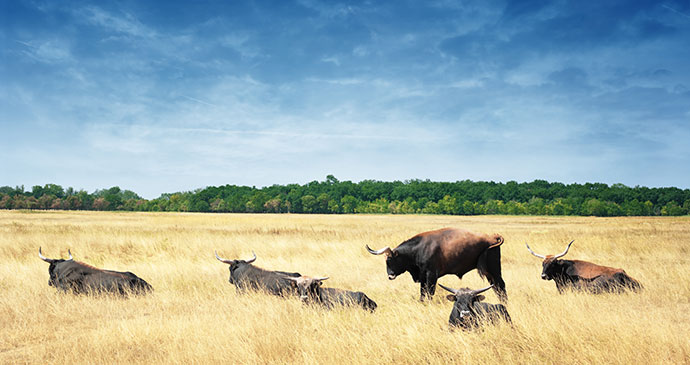 European buffalo Hortobagy Hungary Europe by waku Shutterstock