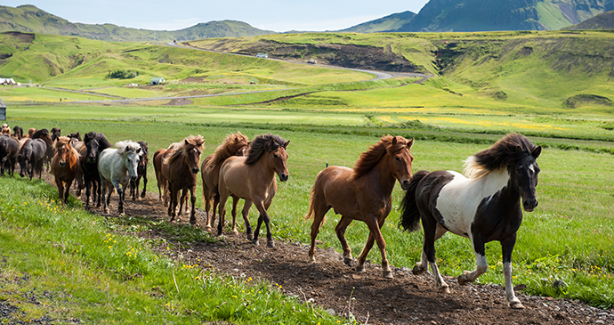 Horse, Iceland by Daria Medvedeva, Shutterstock
