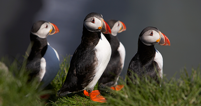 Puffins, Iceland by Visit Iceland