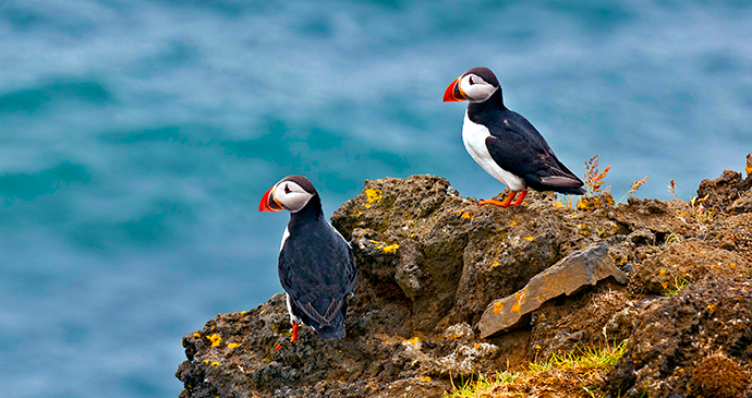 Puffins, Iceland by Visit Iceland