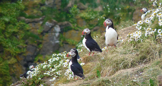 Puffins Grimsey Iceland by Smiley.toerist, Wikimedia Commons
