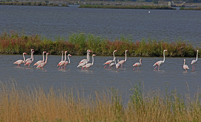 Flamingos Comacchio Emilia-Romagna Italy by Ruth Swan, Shutterstock