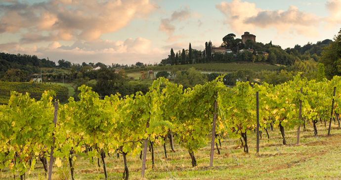 Vineyards Emilia-Romagna Italy by Emilia-Romagna Tourist Board