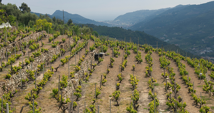 Rossesse vines, Liguria, Italy by Photo Archive Regional Agency in Liguria