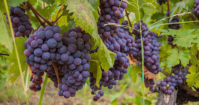 Grapes, Rahovec by Bujar Gashi, Wikimedia Commons