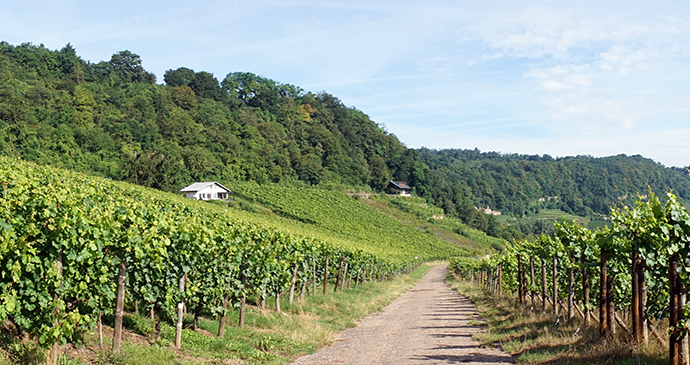 Moselle Valley vineyard Luxembourg by shanin, Shutterstock