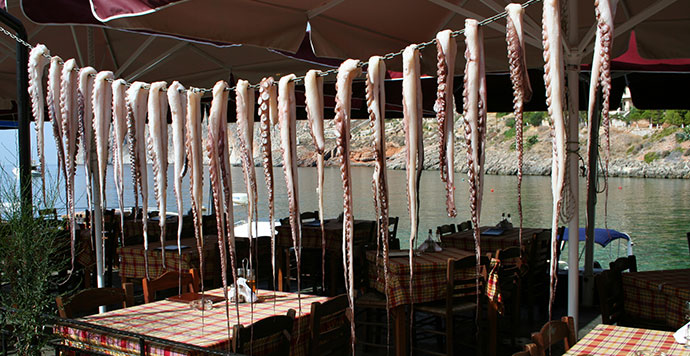 Octopus calamari Kardamyli The Peloponnese Greece by Mirafilm Dreamstime