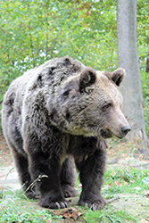 Brown bear, Libearty Bear Sanctuary, Transylvania, Romania by Paul Brummell 