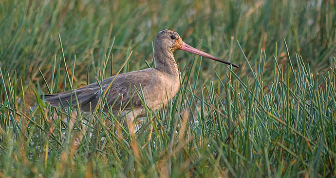 Black-tailed godwit, France by Mike Prince, Wikimedia Commons