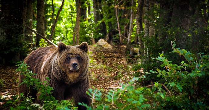 Brown bear Bosnia Via Dinarica by Adnan Bubalo