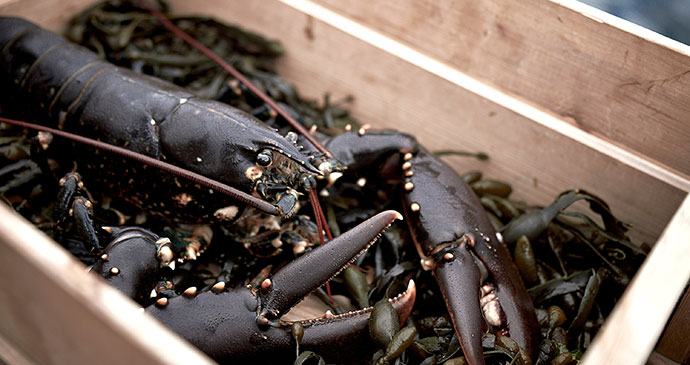 Lobster, Bohuslan Coast West Sweden © Jonas Ingman vastsverige.com