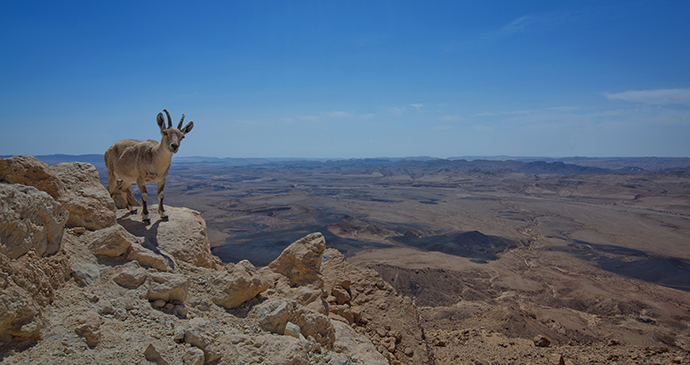 Ibex Negev Desert Israel by Dafna Tal, IMOT