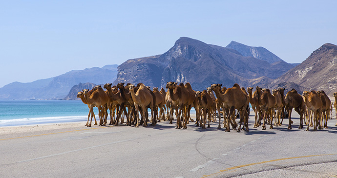 Camels on road, Dhofar, Oman by Jurate Buiviene, Shutterstock