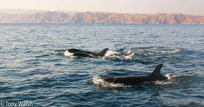 False killer whale, whale-watching, Oman by Tony Walsh