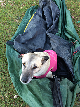 Lucy sleeps in the tent © Ishbel Holmes