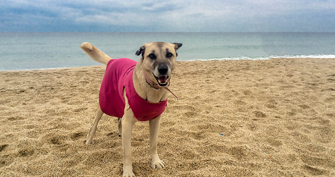 Lucy on Alanya Beach © Ishbel Holmes