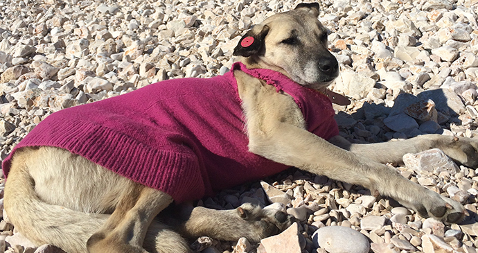 Lucy lying on beach © Ishbel Holmes