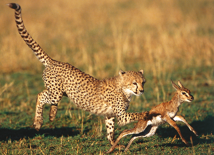 Cheetah hunting, A Cheetah's Tale by Jonathan and Angela Scott