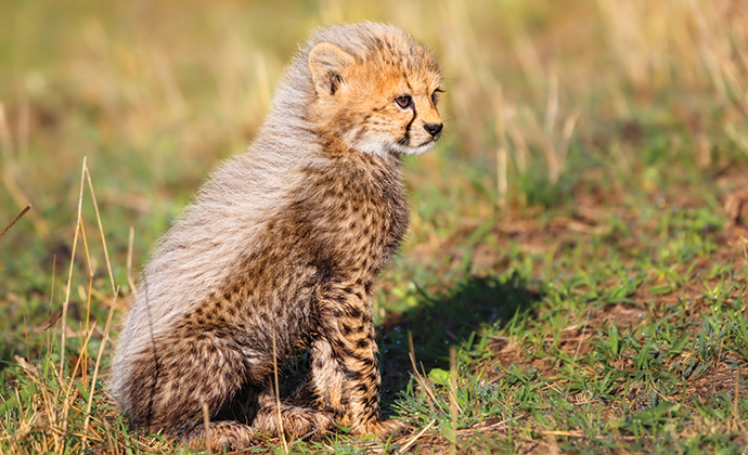 Cheetah Cub, A Cheetah's Tale by Maggy Meyer, Shutterstock 