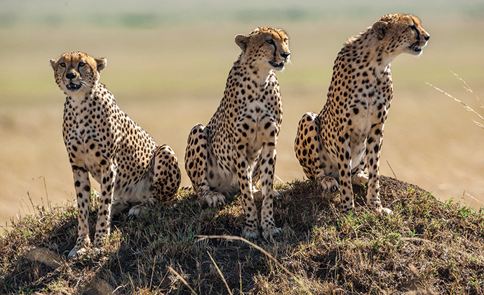 Cheetahs, A Cheetahs Tale, Jonathan and Angela Scott