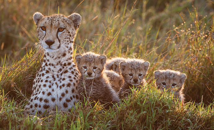 Mother and cubs, A Cheetah's Tale by Jonathan and Angela Scott