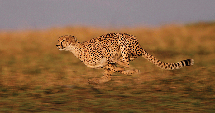 Running Cheetah, A Cheetah's Tale by Jonathan Scott