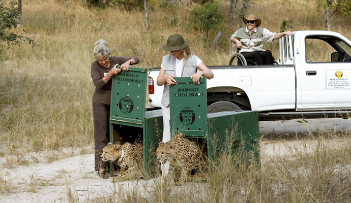 Releasing cheetahs, A Cheetah's Tale by HRH Princess Michael of Kent