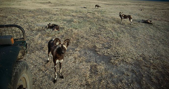 African wild dogs Tanzania by Jonathan Scott